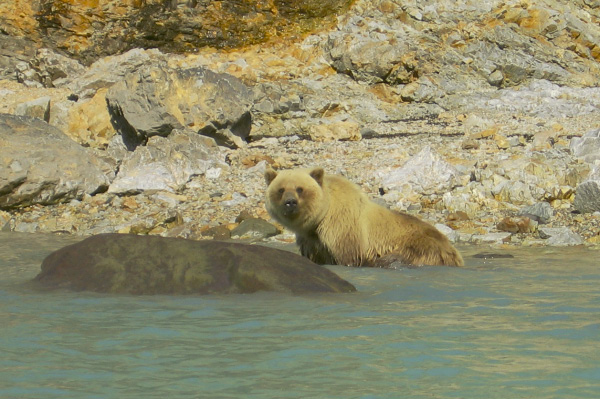 grizzly