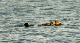 145_4539_edited-1