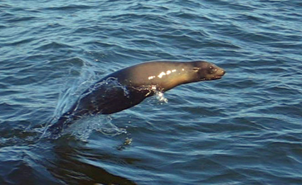 sealion_edited-1