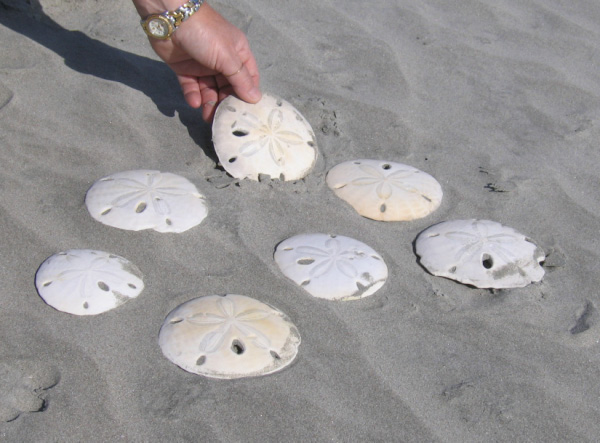 sandollars