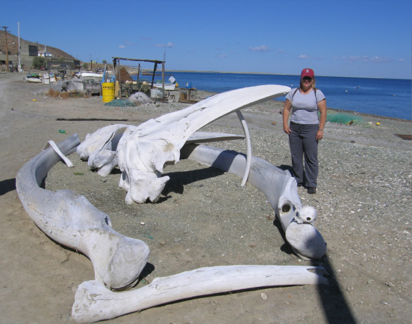 whalebones
