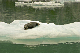144_4455_edited-2